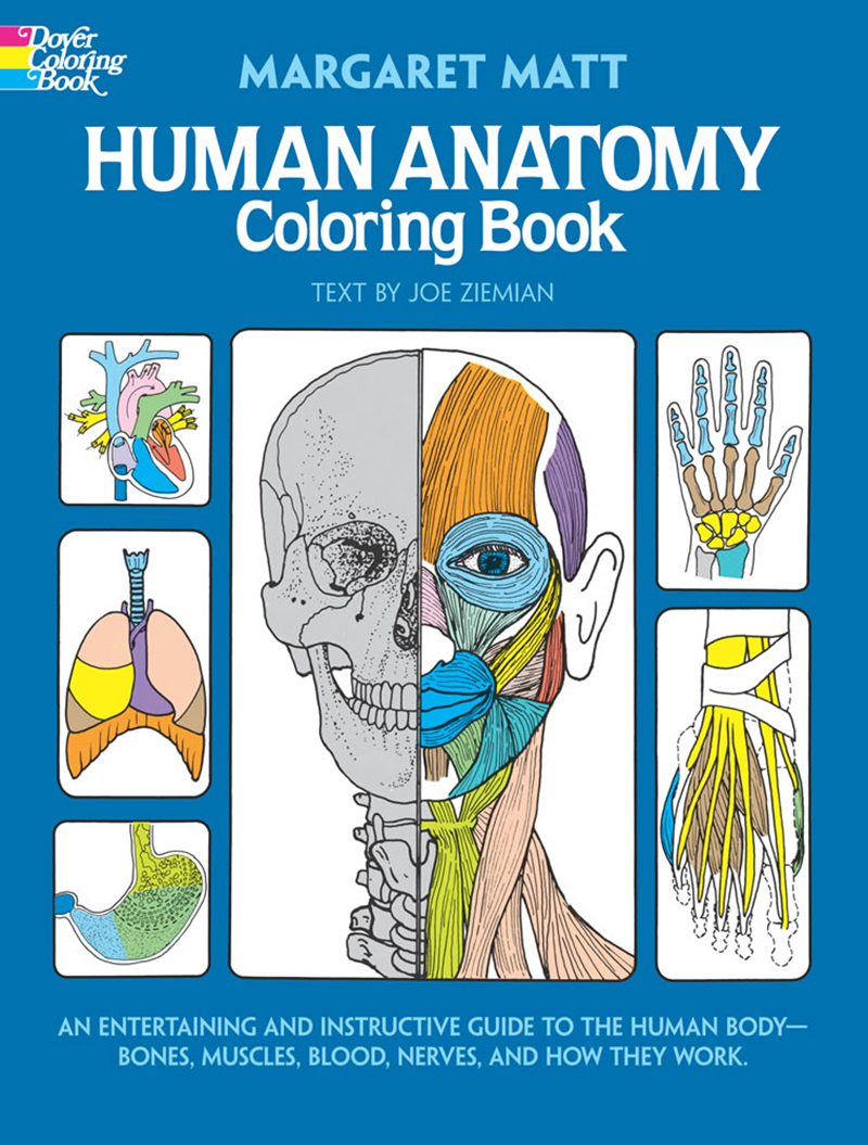 Human Anatomy